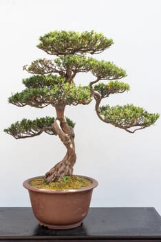 Pine bonsai tree on a wooden table against white wall in Baihuatan public park, Chengdu, Sichuan province, China