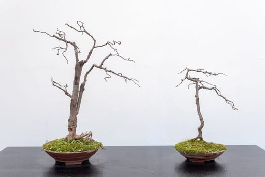 Two bonsai trees on a wooden table against white wall in Baihuatan public park, Chengdu, Sichuan province, China