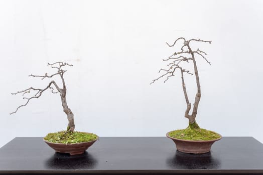 Two bonsai trees on a wooden table against white wall in Baihuatan public park, Chengdu, Sichuan province, China