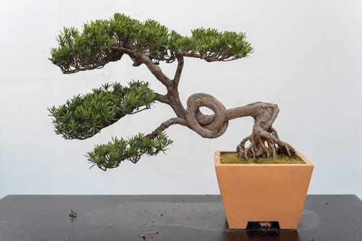 Twisted pine bonsai tree on a wooden table against white wall in Baihuatan public park, Chengdu, Sichuan province, China
