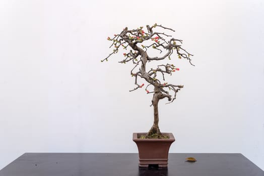 Chaenomeles bonsai tree on a wooden table againt white wall in Baihuatan public park, Chengdu, Sichuan province, China