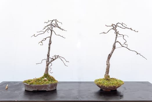 Two bonsai trees on a wooden table against white wall in Baihuatan public park, Chengdu, Sichuan province, China