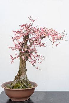 Red plum bonsai tree on a wooden table againt white wall in Baihuatan public park, Chengdu, Sichuan province, China