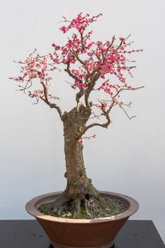 Red plum bonsai tree on a wooden table againt white wall in Baihuatan public park, Chengdu, Sichuan province, China
