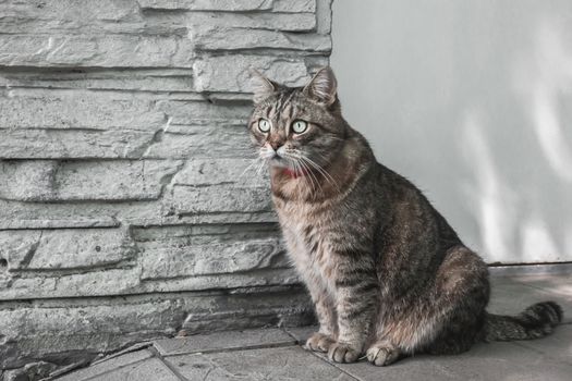 A beautiful domestic cat sits on the street near the wall of his house