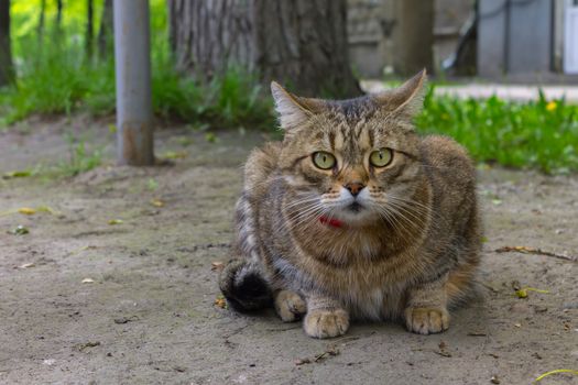 A beautiful domestic cat with big eyes sits in the shade escaping from the heat