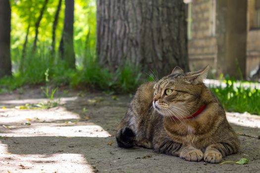 A beautiful home cat lies on the ground and rests under a tree in the shade