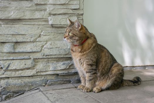 Domestic cat sits on the street near the wall near his house