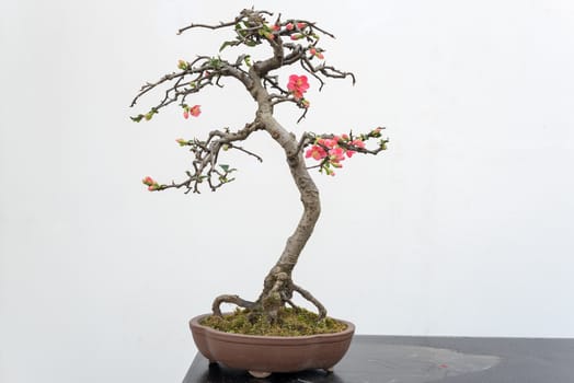 Chaenomeles bonsai tree on a wooden table againt white wall in Baihuatan public park, Chengdu, Sichuan province, China