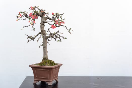 Chaenomeles bonsai tree on a wooden table againt white wall in Baihuatan public park, Chengdu, Sichuan province, China