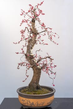 Red plum bonsai tree on a wooden table againt white wall in Baihuatan public park, Chengdu, Sichuan province, China
