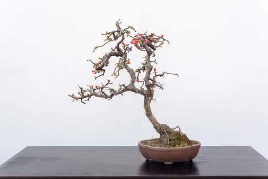 Chaenomeles bonsai tree on a wooden table againt white wall in Baihuatan public park, Chengdu, Sichuan province, China
