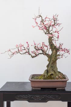 Red plum bonsai tree on a wooden table againt white wall in Baihuatan public park, Chengdu, Sichuan province, China