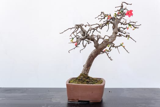 Chaenomeles bonsai tree on a wooden table againt white wall in Baihuatan public park, Chengdu, Sichuan province, China