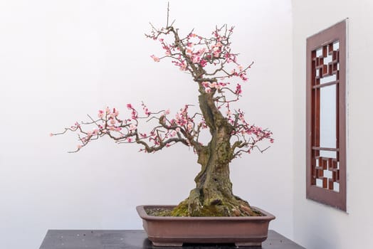 Red plum bonsai tree on a wooden table againt white wall in Baihuatan public park, Chengdu, Sichuan province, China