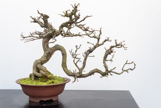 Chaenomeles bonsai tree on a wooden table againt white wall in Baihuatan public park, Chengdu, Sichuan province, China