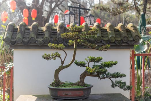 Twisted pine bonsai tree on a stone table against white wall and chinese lanterns in Baihuatan public park, Chengdu, Sichuan province, China