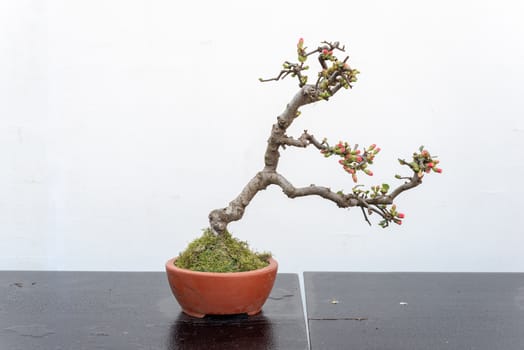 Chaenomeles bonsai tree on a wooden table againt white wall in Baihuatan public park, Chengdu, Sichuan province, China