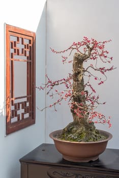 Red plum bonsai tree on a wooden table againt white wall in Baihuatan public park, Chengdu, Sichuan province, China