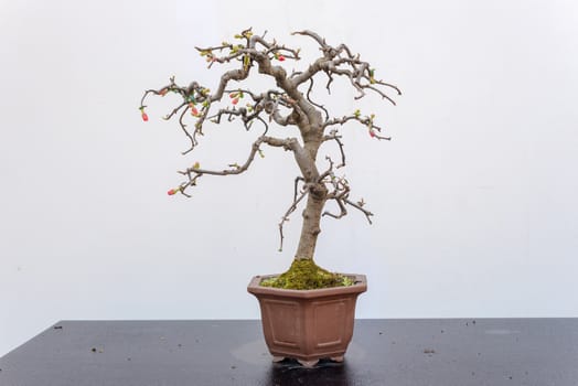 Chaenomeles bonsai tree on a wooden table againt white wall in Baihuatan public park, Chengdu, Sichuan province, China