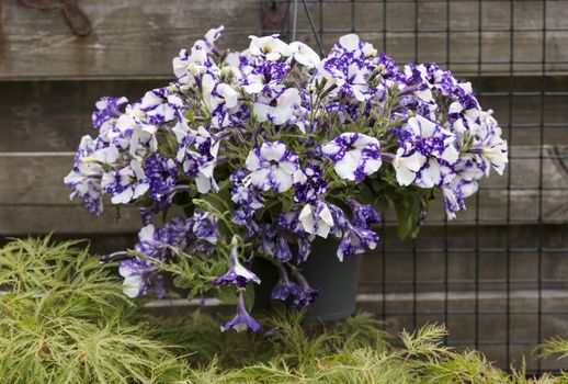 Hanging basket outside in a garden full of plants