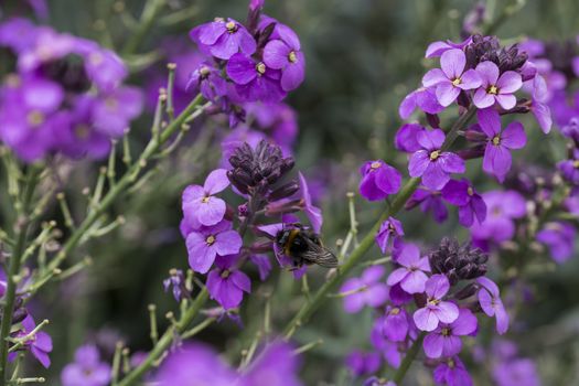 Erysimum Bowles's Mauve, perennial wallflower in full purple flower with bumblebee