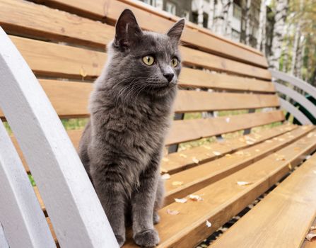 A young gray cat with bright yellow eyes and smooth hair is watching passers-by in the park