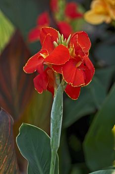 Canna 'Lulubell' close up in a flower border