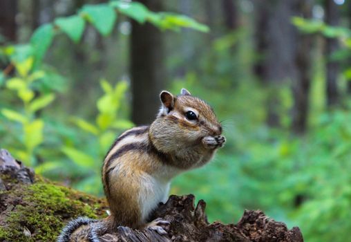 Hungry Chipmunk