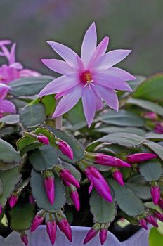 Cacti Schlumbergera in close upconservantory,