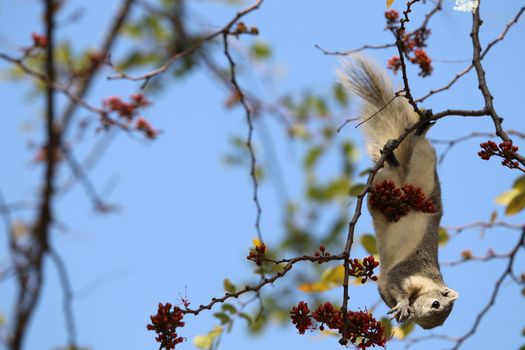 Cute squirrel white and gray color eating fruit and red flowers on tree brand with  blue sky background