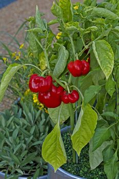 Tomatoes growing in a container on a garden patio