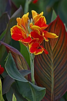 Canna 'Rosemond Coles' close up in a flower border