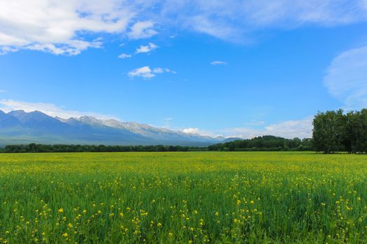 A green glade in the background of the mountains in Siberia