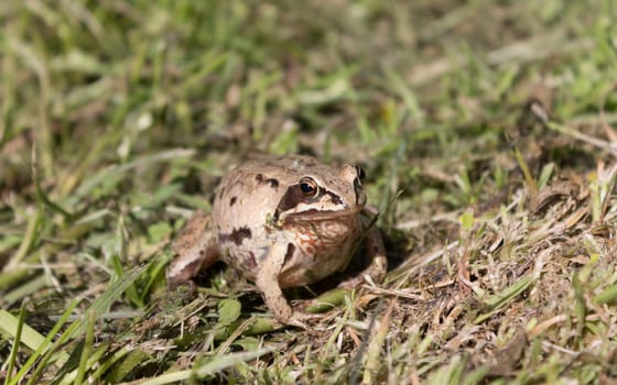 Pregnant frog sits in the grass during the day