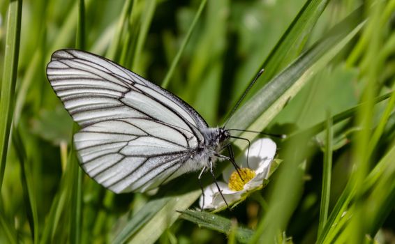 Butterfly cabbage on a flower