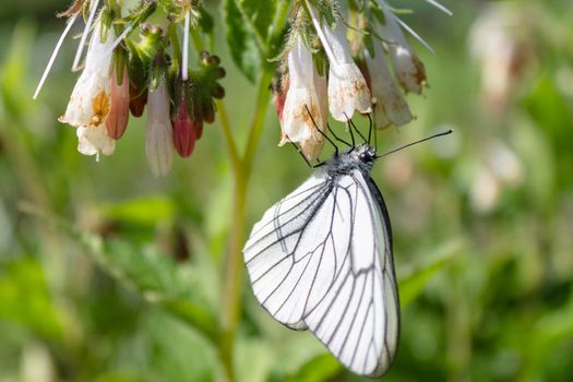 Butterfly cabbage collects sweet nectar on a flower