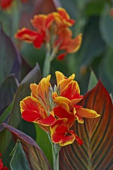Canna 'Rosemond Coles' close up in a flower border