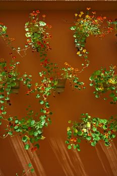A wall display of planted Nasturtiums in a Marrakech garden