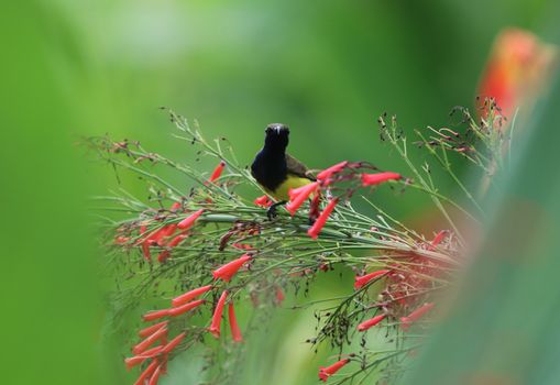 Yellow-bellied sunbird animal holding on Firecracker plant tree