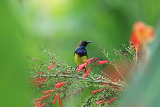 Yellow-bellied sunbird animal holding on Firecracker plant tree wildlife beautiful feather in the nature