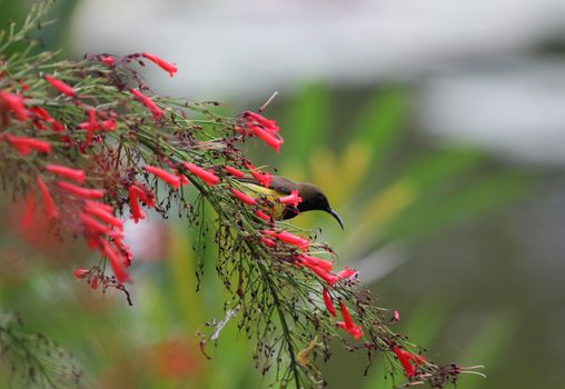 Yellow-bellied sunbird animal holding on Firecracker plant tree