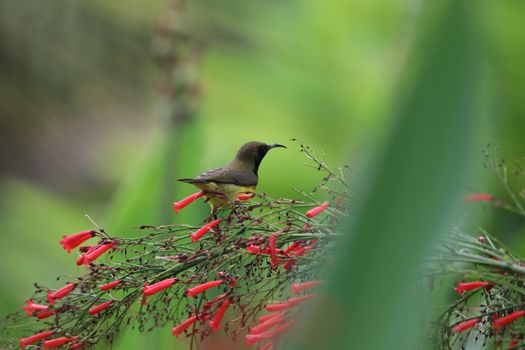 Yellow-bellied sunbird animal holding on Firecracker plant tree wildlife beautiful feather in the nature