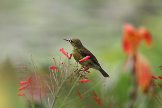 Yellow-bellied sunbird cute animal holding on Firecracker branch tree with small flowers  in the nature