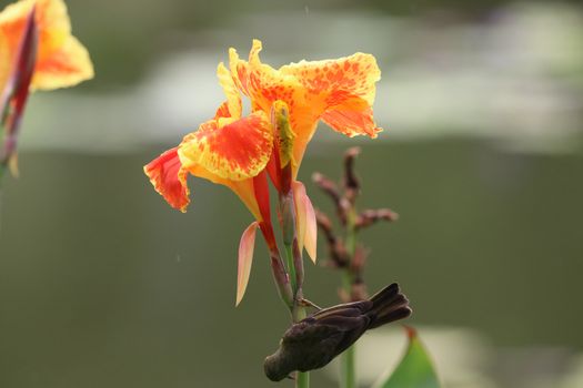 Blossom Orange Canna flowers beautiful color with bird in the garden background