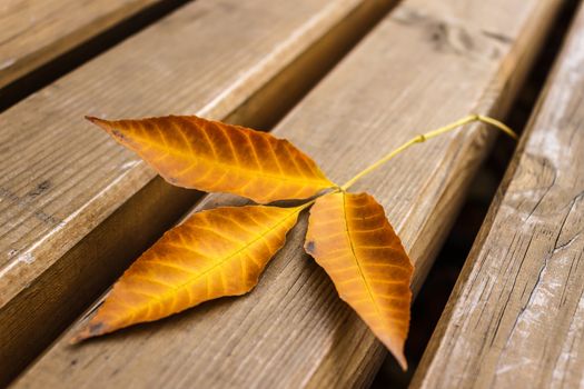 Dry fallen autumn leaf on the bench