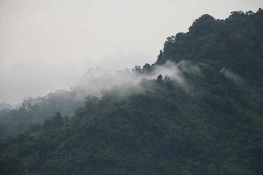 Morning mist on the ridge with green nature in the forest background