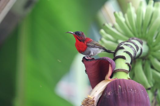 Crimson Sunbird small beautiful bird colorful in wildlife   holding on banana flower in the nature background at Thailand 