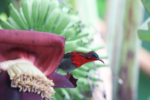 Crimson Sunbird animal wildlife beautiful color freedom in forest holding on banana flower in the nature background Thailand country