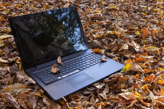 Non working laptop dumped in the fall foliage